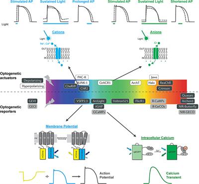 Seeing the Light: The Use of Zebrafish for Optogenetic Studies of the Heart